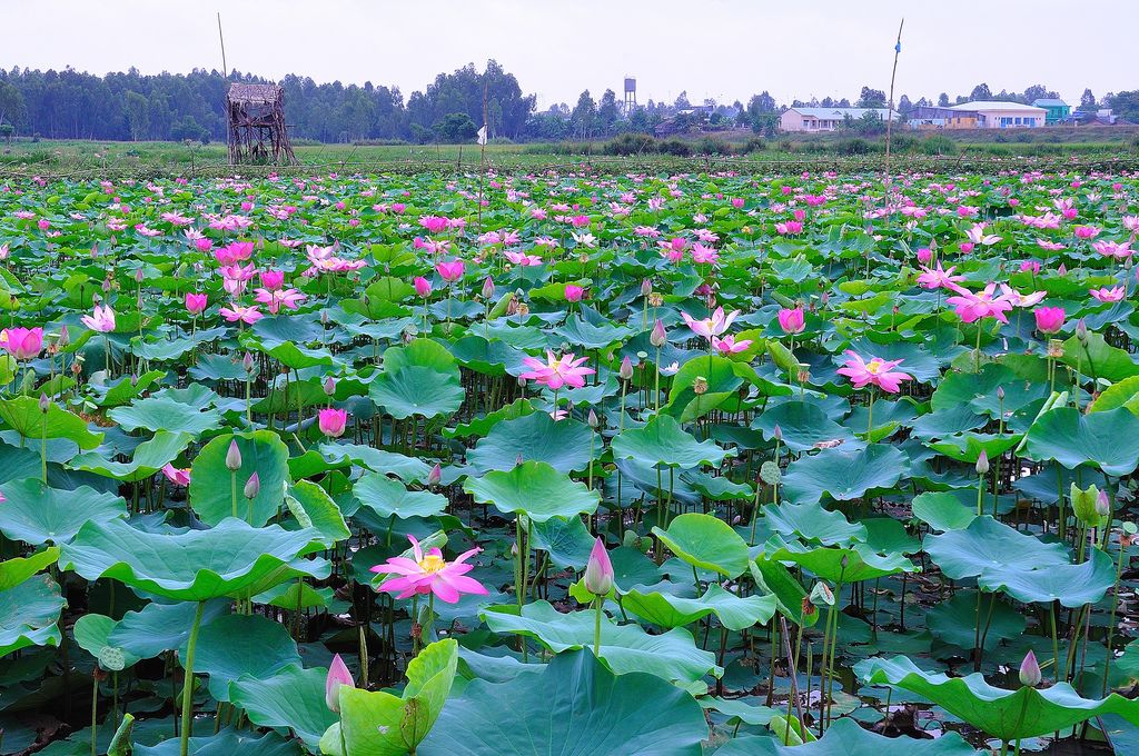 dong thap tourism